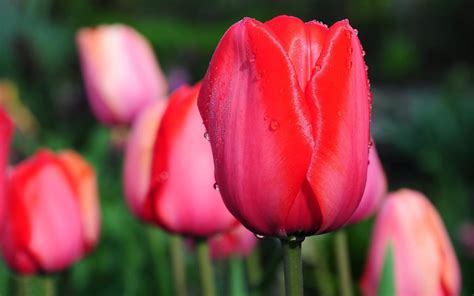 High Quality Image Of Tulip Wallpaper Of Tulips Flowers Imagebankbiz