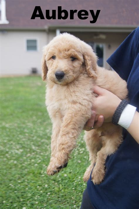 Goldendoodles have tremendous personalities as they are intelligent, full of fun, and are super fond of their dark apricot, apricot, and tan are the color of goldendoodle puppies we have available at country acres. Aubrey is an F1b Female Apricot Goldendoodle | Puppies ...