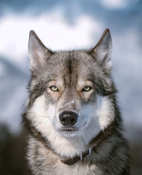 Pin By S Gue On Tattoo Art Wolf Dog Wolf Spirit Animal Animals Wild