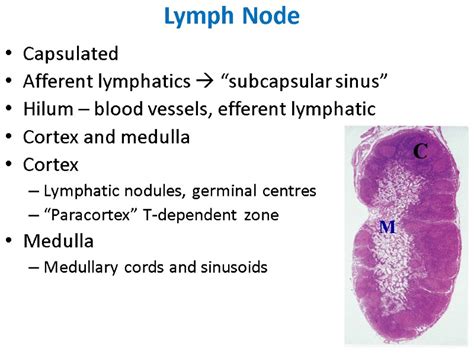 In bama minipigs, these cells were. IMMUNE SYSTEM The major organs of the immune