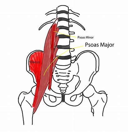 Psoas Hip Iliopsoas Muscle Anatomy Release Deep