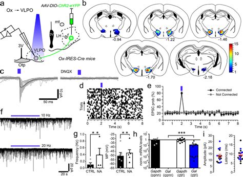 Orexin Input Excites Vlpogaba Neurons By Glutamate Release