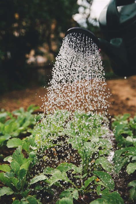 Is Bong Water Good For Plants