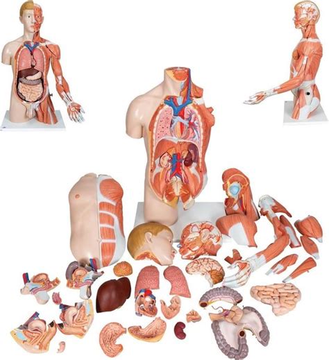 Het Menselijk Lichaam Anatomie Model Torso Met Organen Tweeslachtig My XXX Hot Girl