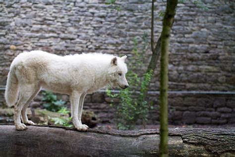 Free Photo White Wolf Wolf Zoo Animal Free Image On Pixabay 375613