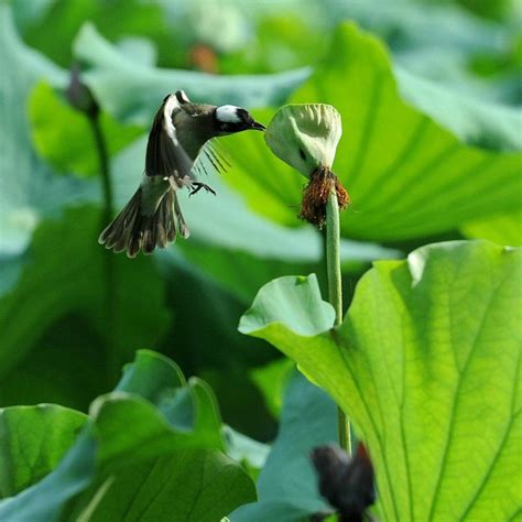 Hummingbird And Lotus Flower Science Nature Nature Photo