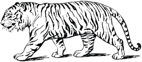 Search images from huge database containing we have collected 40+ free printable tiger coloring page images of various designs for you to color. Bengal Tiger Coloring Page at GetColorings.com | Free ...