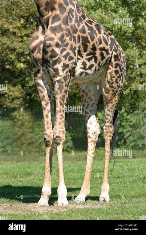Giraffe Beine Stockfoto Bild 2692672 Alamy