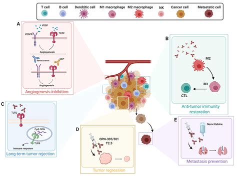 Ijms Free Full Text Toll Like Receptor 2 At The Crossroad Between Cancer Cells The Immune