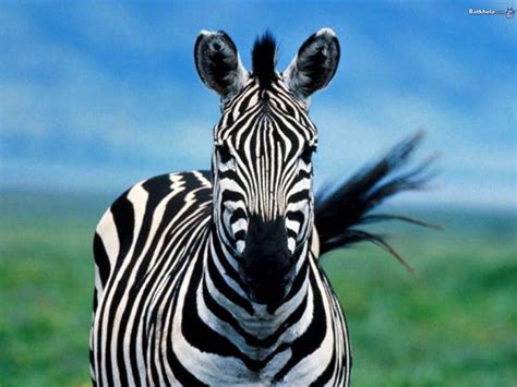 Zebra The Animal Kingdom Wallpaper 250734 Fanpop