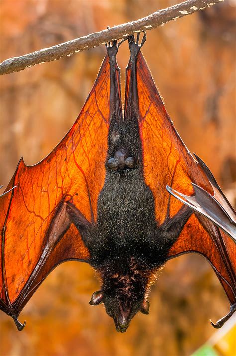 Giant Flying Fox Bat Pteropus Vampyrus Maharajah Jungle Trek