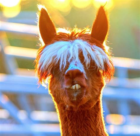 18 Hilarious Haircuts That Basically Prove Alpacas Are The Sexiest
