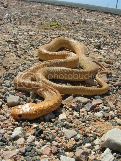 Sareptiles • View Topic A Couple Snakes From The Northern Cape