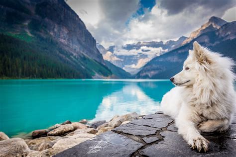 White Dog At Lake Louise Canada 4k Ultra Hd Wallpaper Background