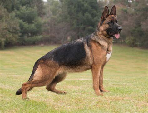 10 Best German Shepherd Breeders In The Usa 2023