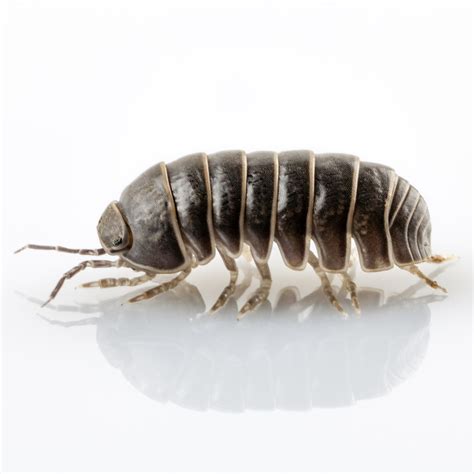 Pill Bugs Rollie Pollies Cleardefense Pest Control