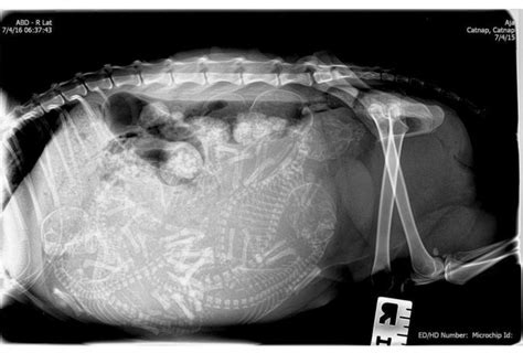 X Ray Of A Pregnant Cat Pregnant Cat X Ray Pregnant