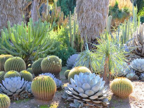 Do Succulents Need A Pot With Drainage - Watering Succulents in Containers Without Drainage Holes