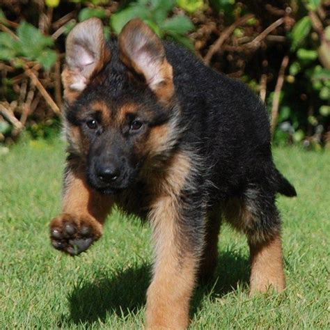 Pure German Shepherd Dog World Of Animal Pure German Shepherd