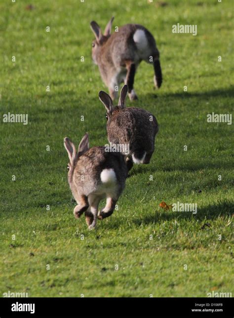 Three Rabbits On The Run Jumping In The Air As They Dash Off Stock