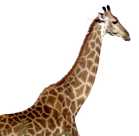 Baby Giraffe Svg Eps Amp Png Files Digital Download Files For Cricut
