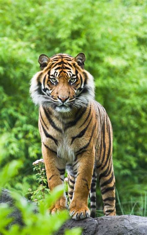 The indian, or bengal, tiger ( p. Bengal Tiger - Tiger Facts and Information