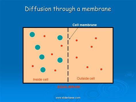 Cell Membrane Diffusion Simple Functions And Diagram