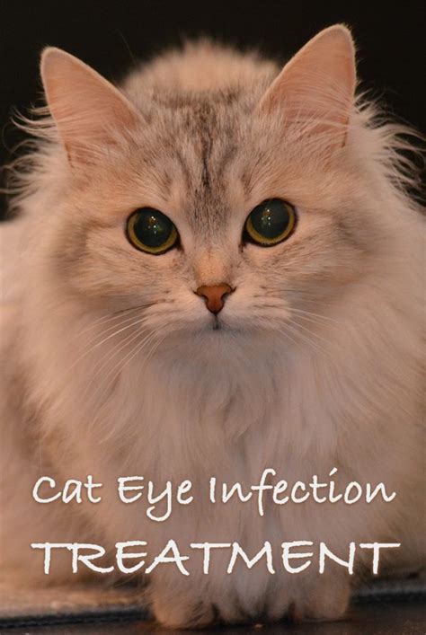 Cat Eye Infection Treatment Can You Use Human Eye Drops On Cats