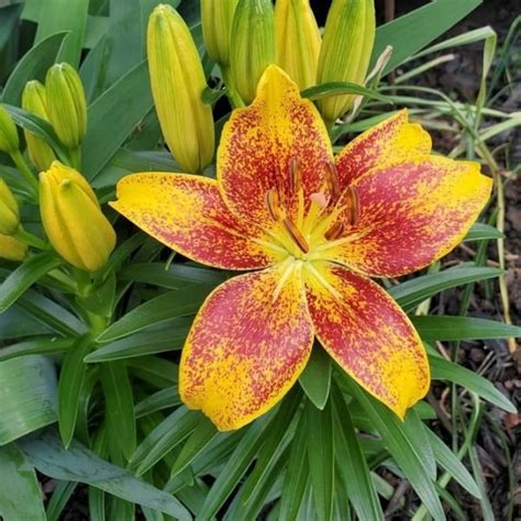 Buy Lily Flower Bulb Asiatic Lily Oriental Lily In India From Econut