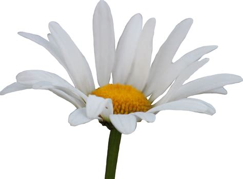 Daisy Transparent Background Png Mart