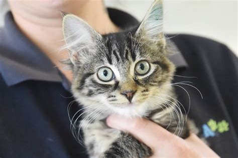 Rspca Reduces Adoption Fees On Cats And Kittens As Shelters Fill To Capacity Bendigo
