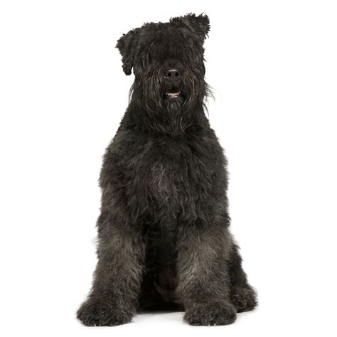 Feel free to browse hundreds of active classified puppy for sale listings, from dog breeders in pa and the surrounding areas. Bouvier des Flandres Breeders Australia | Bouvier des ...