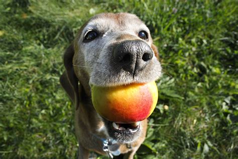 What is peach and where does it come from? Can Dogs Eat Peaches? Why Peach Pits Are Unsafe For Dogs?