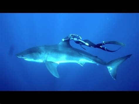 VIDEO Mulher Grava Vídeo a Nadar Um Tubarão Branco