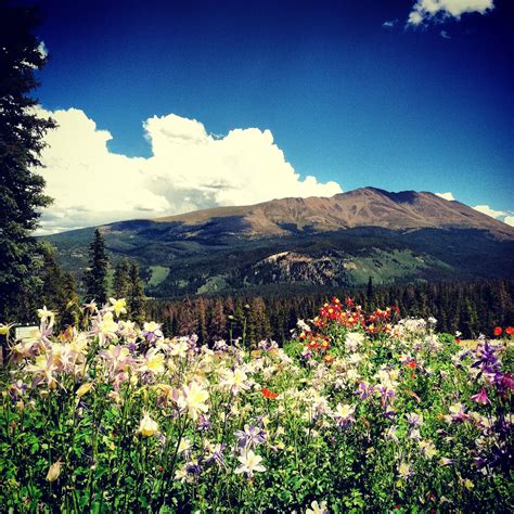 The 8 Best Wildflower Hikes Near Breck With All This New Snow You