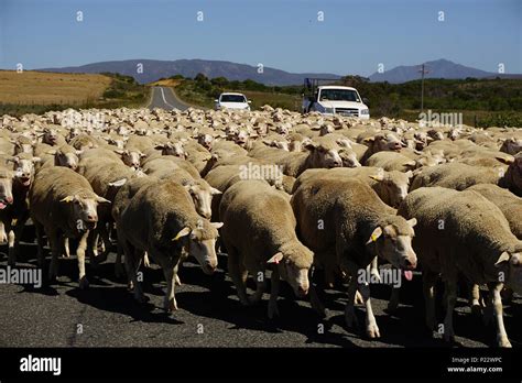 Sheep On A Road In South Africa Near Cape Town Stock Photo Alamy