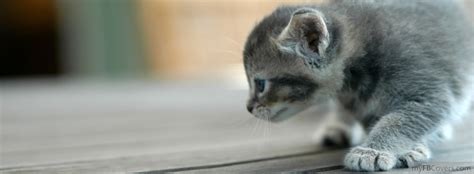 Cute Sweet Kitten Facebook Covers Myfbcovers