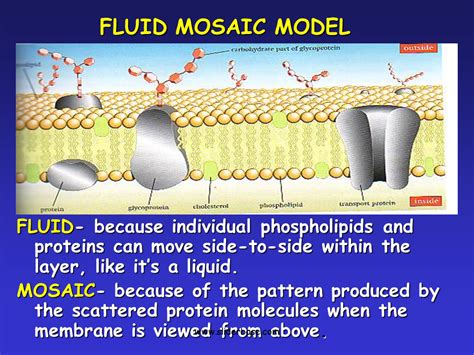 Cell Membrane Fluid Mosaic Model Simple Functions And Diagram