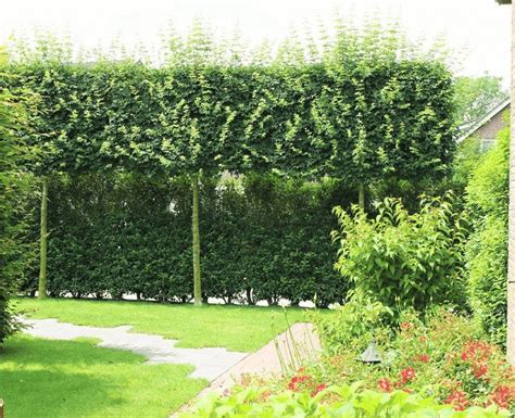 Groenblijvende Bomen Voor Kleine Tuin Haag Heg