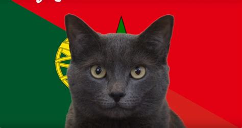 Hãy cùng v9sport cập nhật liên tục những tin tức nóng hổi xoay. Mèo tiên tri dự đoán kết quả, tỉ số World Cup Bồ Đào Nha vs Ma Rốc: Bất ngờ lớn