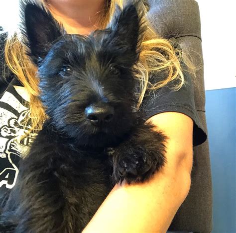 14 Amazing Facts About Scottish Terriers Petpress