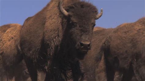 Facing The Storm Story Of The American Bison Documentary About Bison