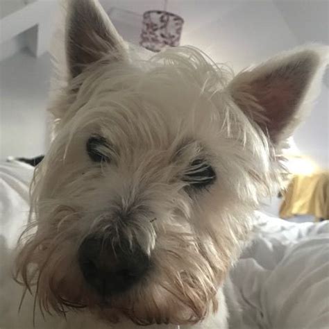 Thank you for your interest in adopting a homeless west highland white terrier (westie). Westies For Adoption | Westie Rescue UK | Westies ...