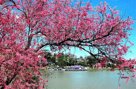 Hình Ảnh Mùa Xuân Đẹp Nhất Top Thế Giới Và Việt Nam Cà Khịa Tv