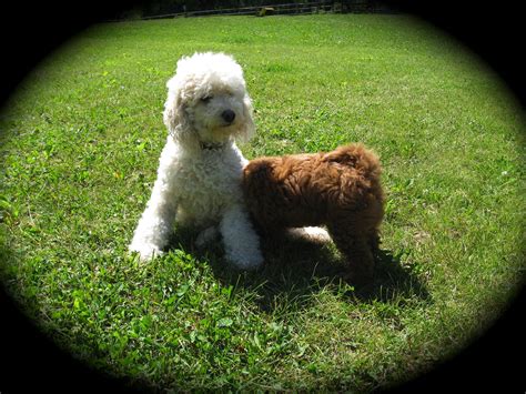 That includes a network of guardian homes for. Wisconsin Miniature Goldendoodle Breeder