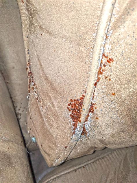 Pests We Treat Massive Bed Bug Infestation In Howell Nj Massive