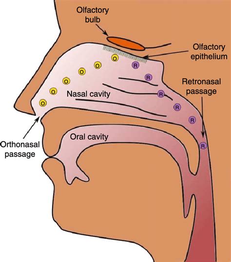 Schematic Of The Human Olfactory System The Odorants Labelled O