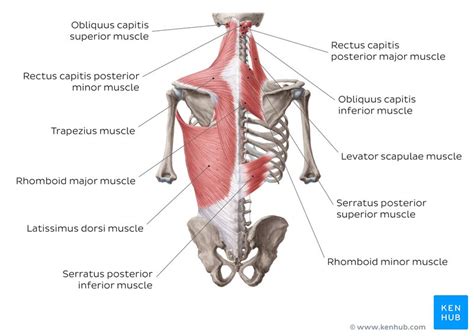 Start studying lower back muscles. Shoulder muscles : Anatomy and functions | Kenhub