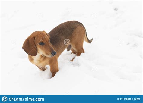 Pet Breed Dachshund Winter Snow Close Up Outside Pet Stock Image