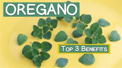 Top 3 Benefits Of Oregano Leaves And Oil Youtube